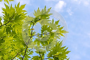 Plane tree