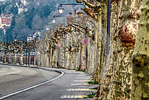 Plane tree alley along a curvy road