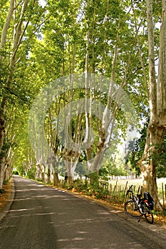 Plane tree alley with bicycle, Provence