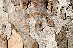 Plane tree bark. Abstract background