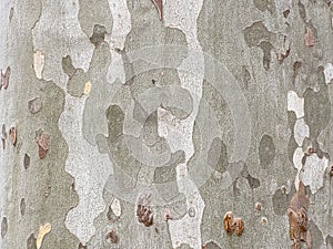 Plane tree bark creating natural camouflage pattern texture