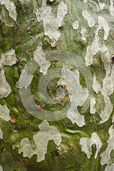 Plane tree bark detail