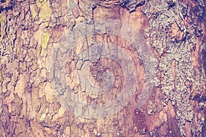 Plane tree bark natural abstract background
