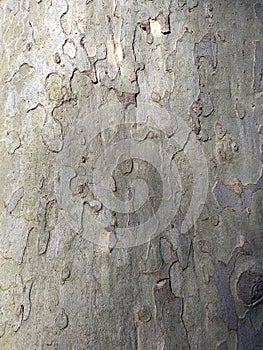 Plane tree bark pattern