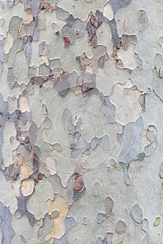 Plane tree bark texture