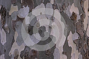 Plane tree bark texture. Bark abstract background