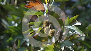 Plane tree branch, leaves and seeds