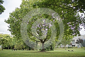 A plane tree in a city park in palaiseau near paris france