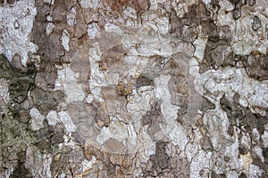 Plane tree closeup, platanus acerifolia background