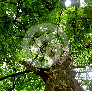 Plane tree crown seen from a frog perspective