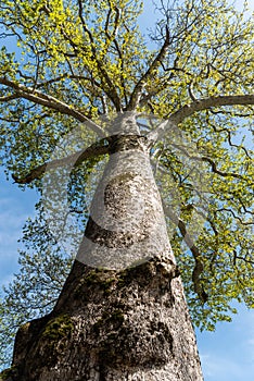 Plane tree, dating from 1530, at the courtyard of the Palace of Sheki Khans in Sheki, Azerbaijan