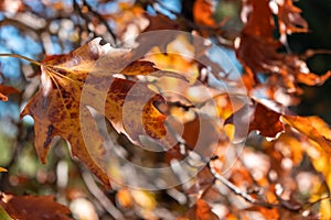 Close up view of plane tree dry leaf in autumn background