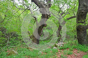 Plane tree forest