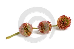 Plane tree inflorescences