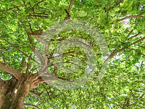 Plane tree in kipseli village in arta perfecture in spring season, central square,  greece