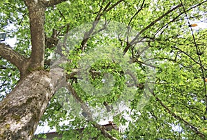 Plane tree in kipseli village in arta perfecture in spring season, central square,  greece