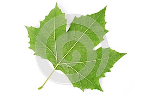 Plane tree leaf