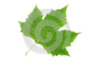 Plane tree leaf