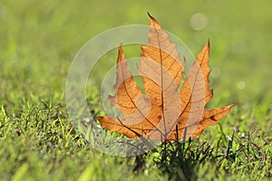 a plane tree leaf in autumn