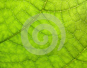 Plane tree leaf close up