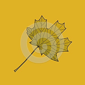 Plane tree leaf, color illustration, design. Outline drawing. Autumn leaf of plane tree on yellow background