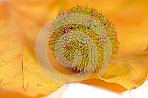 Plane tree, leaf, and fruit against a white background
