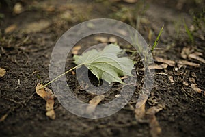 A plane tree leaf on the ground detail