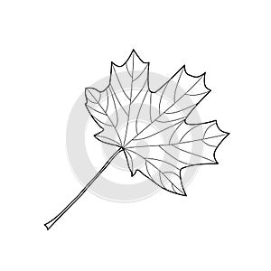 Plane tree leaf, illustration, design. Outline drawing, contour. Leaf can be painted in any color