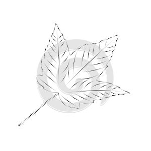 Plane tree leaf, illustration. Outline drawing. Black contour. Design Elements, simple linear sketch. Leaf can be painted in any