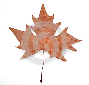 Plane tree leaf isolated