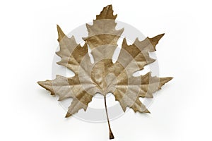 Plane tree leaf isolated