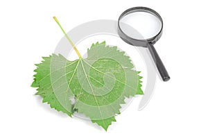 Plane tree leaf and magnifier