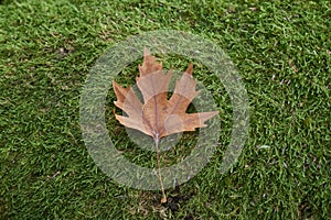 Plane tree leaf on moss as background