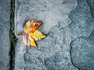 Plane Tree Leaf in a Pavement