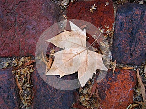 PLANE TREE LEAF AND SEED TUFTS