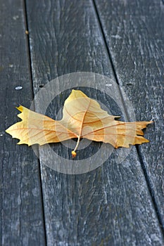 Plane tree leaf on wood deck