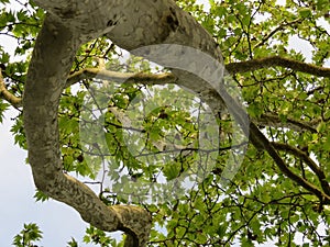 plane tree leaves and sky