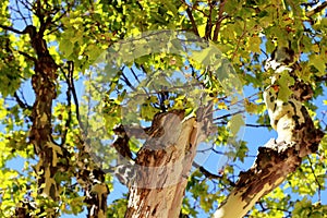 Plane tree summer place des Lices saint tropez france