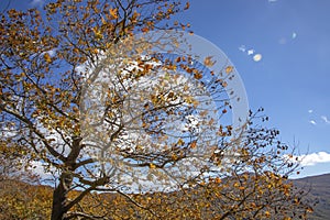 Plane tree with red and brown autumn leaves against a background of gree hulls, mountains and sea and sky