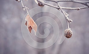 Plane tree seed ball and leaf