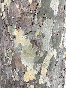 Plane tree. Sycamore bark close-up