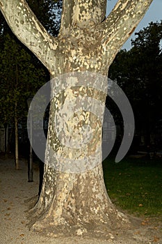 Plane tree trunk in the night as an hobgoblin