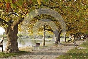 Plane trees in autumn foliage, Radolfzell