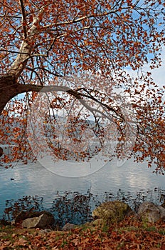 Plane trees in autumn foliage  at the water`s edge of lake