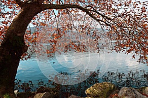 Plane trees in autumn foliage  at the water`s edge of lake