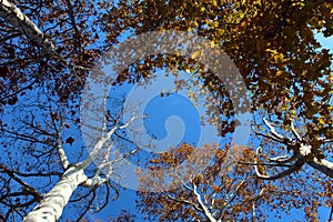 Plane trees branches seen from below against blue sky in autumn