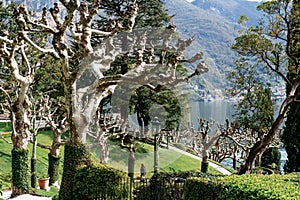 Plane trees covered with ivy in the park of Villa Balbianello. Italy