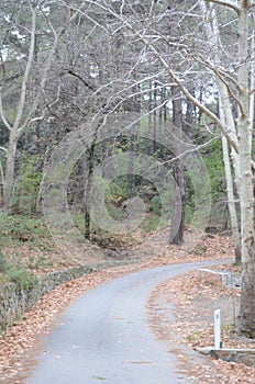 Plane trees in the eponymous forest excursion area in the Troodos mountain range in Cyprus.