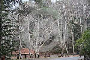 Plane trees in the eponymous forest excursion area in the Troodos mountain range in Cyprus.