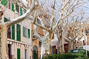 Plane trees in Esporles, Mallorca, Spain